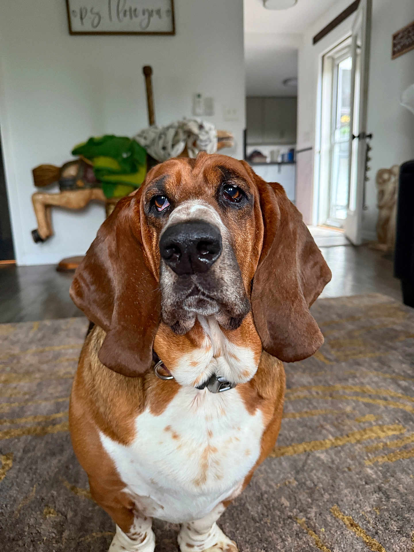 Hemi joined the competition — help win amazing prizes! dog, basset_hound, pet, indoor, living_room, carpet, ears, nose, collar, wooden_rocking_horse, doorway, natural_light, brown, white, fur, floor, animal, canine, portrait, cute
