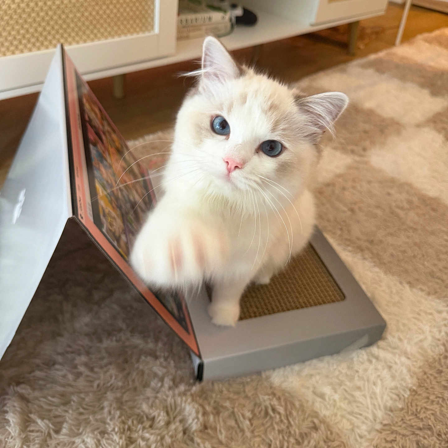Mimi