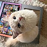 Mimi is registered to the contest to win money with this photo: cat, white_cat, fluffy, feline, pet, animal, closeup, portrait, blue_eyes, whiskers, ears, nose, fur, curious, indoors, rug, scratching_post, tablet, colorful_background, upside_down