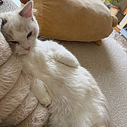 Mimi is registered to the contest to win money with this photo: cat, white_cat, fluffy, fur, pet, animal, face, eyes, ears, whiskers, pink_nose, reclining, sitting, indoors, carpet, cushion, plush, window, sunlight, houseplant