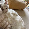 cat, white_cat, fluffy, fur, pet, animal, face, eyes, ears, whiskers, pink_nose, reclining, sitting, indoors, carpet, cushion, plush, window, sunlight, houseplant