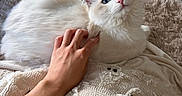 Mimi is registered to the contest to win money with this photo: cat, kitten, white_cat, fluffy, blue_eyes, pink_nose, pet, animal, indoor, blanket, cozy, relaxed, lying_down, hand, petting, shaggy_rug, bedroom, wood_floor, cute, portrait