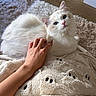 cat, kitten, white_cat, fluffy, blue_eyes, pink_nose, pet, animal, indoor, blanket, cozy, relaxed, lying_down, hand, petting, shaggy_rug, bedroom, wood_floor, cute, portrait