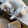 Mimi joined the competition — help win amazing prizes! cat, white_cat, sleeping, curled_up, fluffy, pet, animal, hammock, window, sunlight, indoors, cozy, relaxing, open_book, reading, hand, furry, peaceful, home, nap