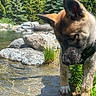 Nyx a rejoint le concours — aidez-le/la à gagner de superbes lots ! dog, puppy, water, pond, rocks, grass, nature, outdoor, trees, sunlight, wet_fur, canine, forest, young_dog, animal, summer, exploring, shallow_water, collar, daylight