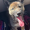 Nyx participe au concours pour gagner de l'argent avec cette photo : puppy, dog, tongue_out, cute, sitting, car_floor, shoes, hand, bright_eyes, fur, paw, pet, indoor, closeup, young_dog, playful, animal, happy, canine, looking_up