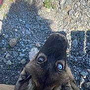 Nyx participe au concours pour gagner de l'argent avec cette photo : dog, blue_eyes, curious, outdoor, gravel, rocks, shadow, wooden_ledge, animal, pet, closeup, face, snout, fur, ears, nature, sunlight, texture, looking_up, playful