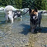 Nyx participe au concours pour gagner de l'argent avec cette photo : dog, water, mountain, trees, river, nature, outdoor, leash, sky, rocks, forest, pet, canine, summer, adventure, playful, animal, landscape, sunny, fresh