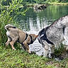 animal, canine, curious, daytime, dog, field, forest, grass, greenery, harness, lake, mammal, nature, outdoor, pets, playful, pond, summer, trees, water