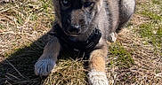 Nyx a rejoint le concours — aidez-le/la à gagner de superbes lots ! puppy, dog, outdoor, grass, mountain, snow, nature, animal, young, fur, ears, sunlight, landscape, pet, cute, canine, muzzle, resting, field, daytime