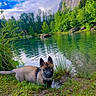 Nyx a rejoint le concours — aidez-le/la à gagner de superbes lots ! animal, blue_eyes, canine, clouds, dog, forest, grass, lake, landscape, leaves, mountain, nature, outdoor, pet, puppy, rock, scenic, sky, trees, water
