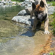 Nyx a rejoint le concours — aidez-le/la à gagner de superbes lots ! puppy, dog, water, pond, rocks, grass, nature, outdoor, animal, young_dog, curious, sunlight, forest, canine, playful, exploration, summer, wildlife, mammal, blue_eyes