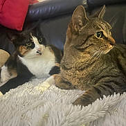 Oria a rejoint le concours — aidez-le/la à gagner de superbes lots ! cat, tabby_cat, calico_cat, pet, animal, indoor, blanket, couch, furniture, relaxing, fur, whiskers, ears, paws, lying_down, domestic_animal, cozy, red_pillow, resting, companion