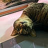 cat, tabby_cat, pet, animal, indoor, fish_tank, plants, glass, reflection, whiskers, closeup, fur, eyes, head, face, laying_down, curious, tabby, domestic_cat, mammal