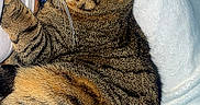 Oria a rejoint le concours — aidez-le/la à gagner de superbes lots ! cat, tabby_cat, sleeping, striped, fur, pet, animal, cozy, blanket, resting, whiskers, cute, domestic_cat, relaxed, indoor, feline, soft, paw, closeup, nap