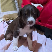 Pipoca participe au concours pour gagner de l'argent avec cette photo : animal, black_fur, blanket, brown_fur, cozy, cute, dog, domestic, furniture, indoor, pet, pillow, puppy, red_pet_carrier, sitting, small, soft, white_fur, wooden_wall, young_animal