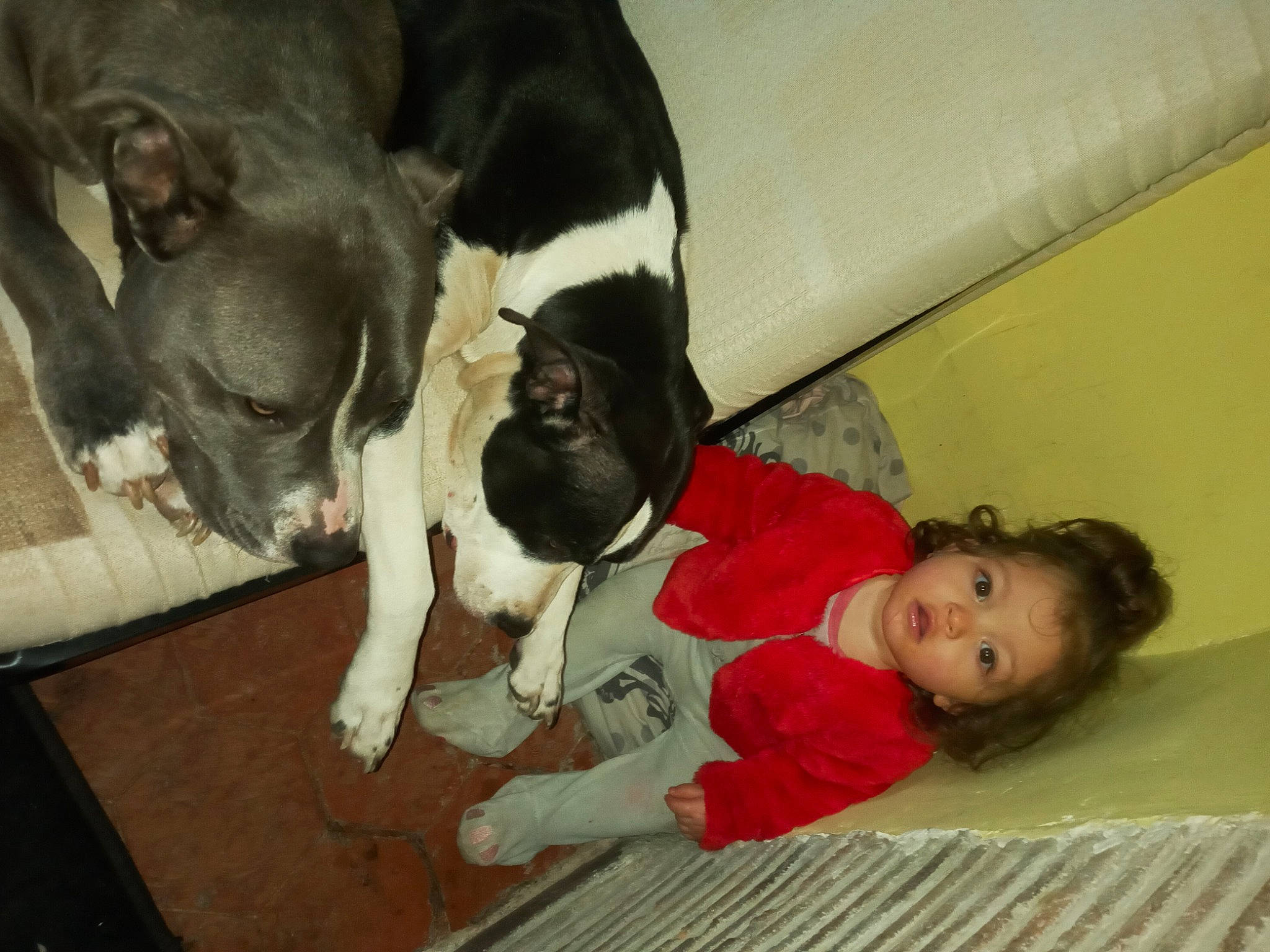 Jahyana participe au concours pour gagner de l'argent avec cette photo : boston_terrier, bulldog, canidae, carnivore, comfort, companion_dog, dog, dog_breed, fawn, flooring, french_bulldog, paw, person, puppy_love, skin, snout, sporting_group, tail, toddler, toy_dog