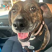 Jazzy is registered to the contest to win money with this photo: dog, brindle, tongue_out, car_seat, harness, tag, toy, pet, animal, canine, close_up, happy, smiling, indoor, vehicle, seat, collar, ears, fur, nose