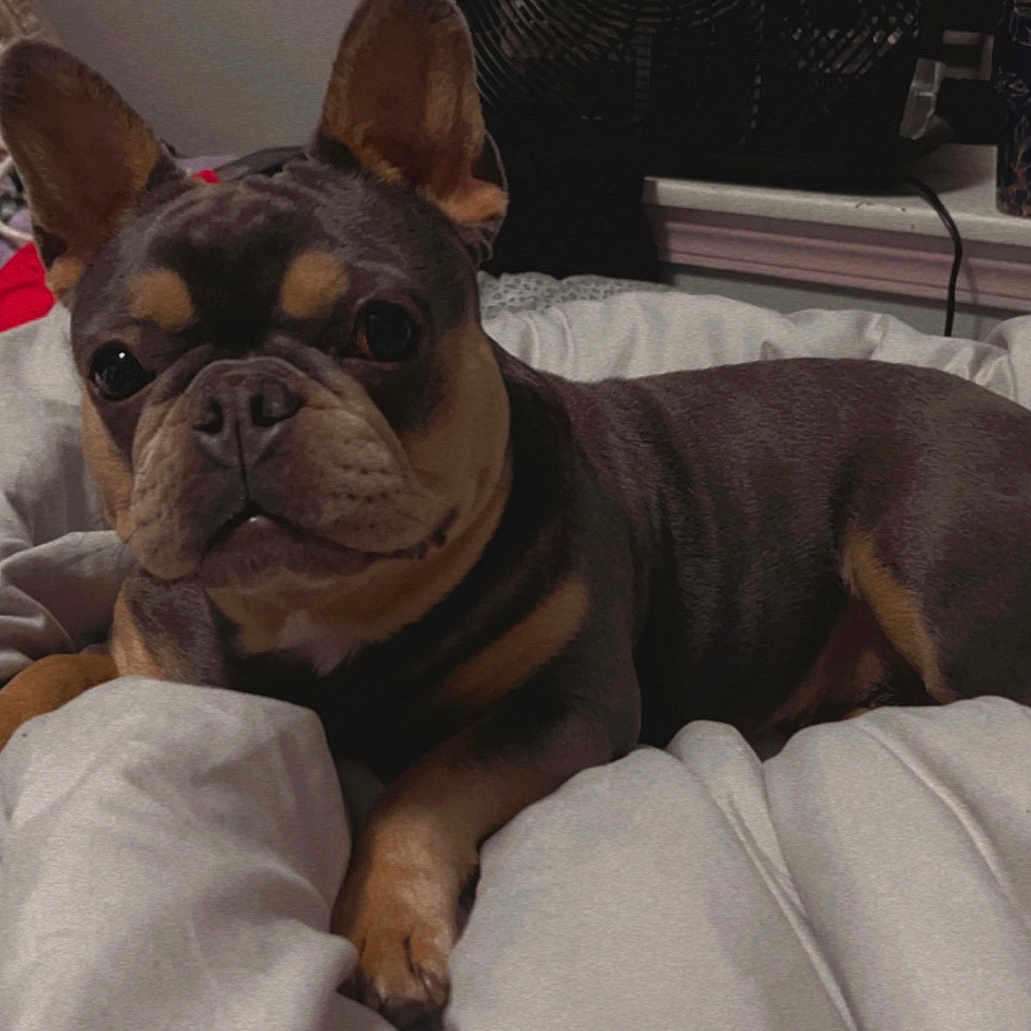 Buns joined the competition — help win amazing prizes! animal, bed, bedroom, blanket, boxer, bulldog, canine, couch, dog, frenchbulldog, furniture, indoors, interiordesign, person, pet, pitbull, puppy, quilt, room, sleeping