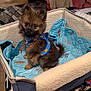 puppy, dog, pomeranian, harness, carrier, blanket, blue, fur, cute, paws, indoor, cardboard_box, floor, sneaker, paperwork, leash, plush, bed, shipping_box, eyes