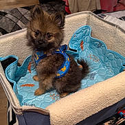 Wooloo joined the competition — help win amazing prizes! puppy, dog, pomeranian, harness, carrier, blanket, blue, fur, cute, paws, indoor, cardboard_box, floor, sneaker, paperwork, leash, plush, bed, shipping_box, eyes