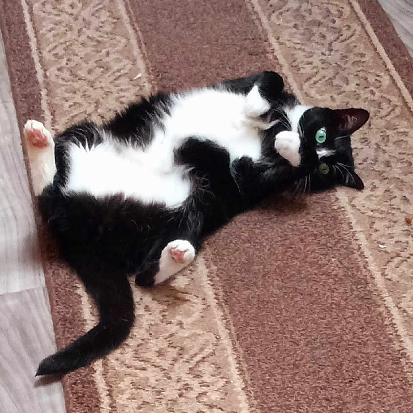 Xexa joined the competition — help win amazing prizes! animal, black_and_white, carpet, cat, curious, cute, domestic_animal, feline, fluffy, fur, green_eyes, indoor, lying_down, pet, pink_paws, playful, relaxed, resting, tail, whiskers