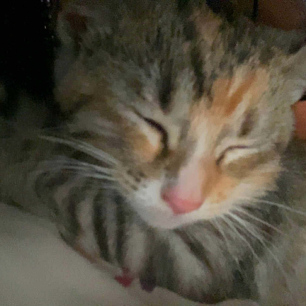 Katienanna is registered to the contest to win money with this photo: animal, cat, close_up, cozy, cute, domestic_cat, ears, face, feline, fur, indoor, muzzle, pet, pink_nose, relaxed, resting, sleeping, soft, striped, whiskers