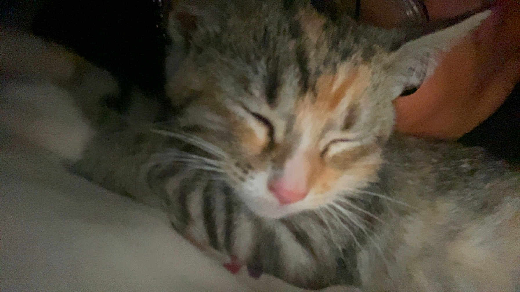 Katienanna is registered to the contest to win money with this photo: animal, cat, close_up, cozy, cute, domestic_cat, ears, face, feline, fur, indoor, muzzle, pet, pink_nose, relaxed, resting, sleeping, soft, striped, whiskers