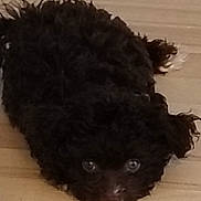 Diva is registered to the contest to win money with this photo: puppy, dog, black_fur, curly_fur, floor, wooden_floor, pet, animal, cute, lying_down, looking_up, small_dog, indoor, fur, face, eyes, adorable, companion, young_dog, canine