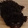puppy, dog, black_fur, curly_fur, floor, wooden_floor, pet, animal, cute, lying_down, looking_up, small_dog, indoor, fur, face, eyes, adorable, companion, young_dog, canine