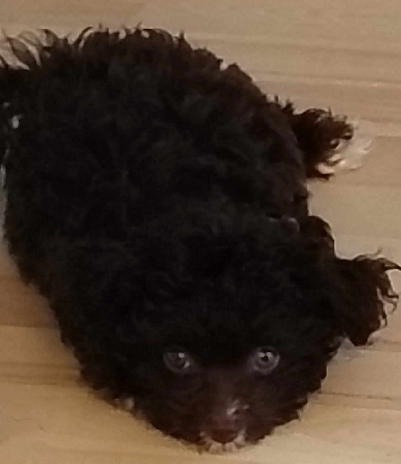Diva is registered to the contest to win money with this photo: puppy, dog, black_fur, curly_fur, floor, wooden_floor, pet, animal, cute, lying_down, looking_up, small_dog, indoor, fur, face, eyes, adorable, companion, young_dog, canine