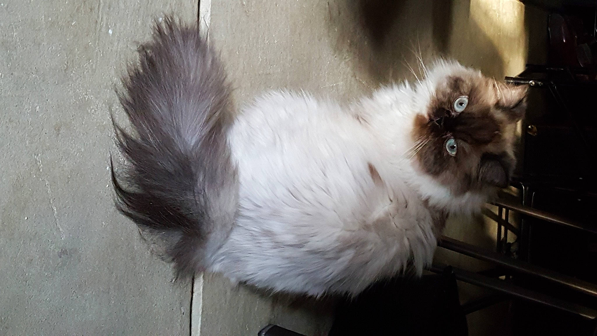 Jessie Mae is registered to the contest to win money with this photo: balinese, birman, carnivore, cat, fawn, felidae, fur, grey, paw, ragdoll, siamese, small_to_medium_sized_cats, snout, tail, terrestrial_animal, whiskers