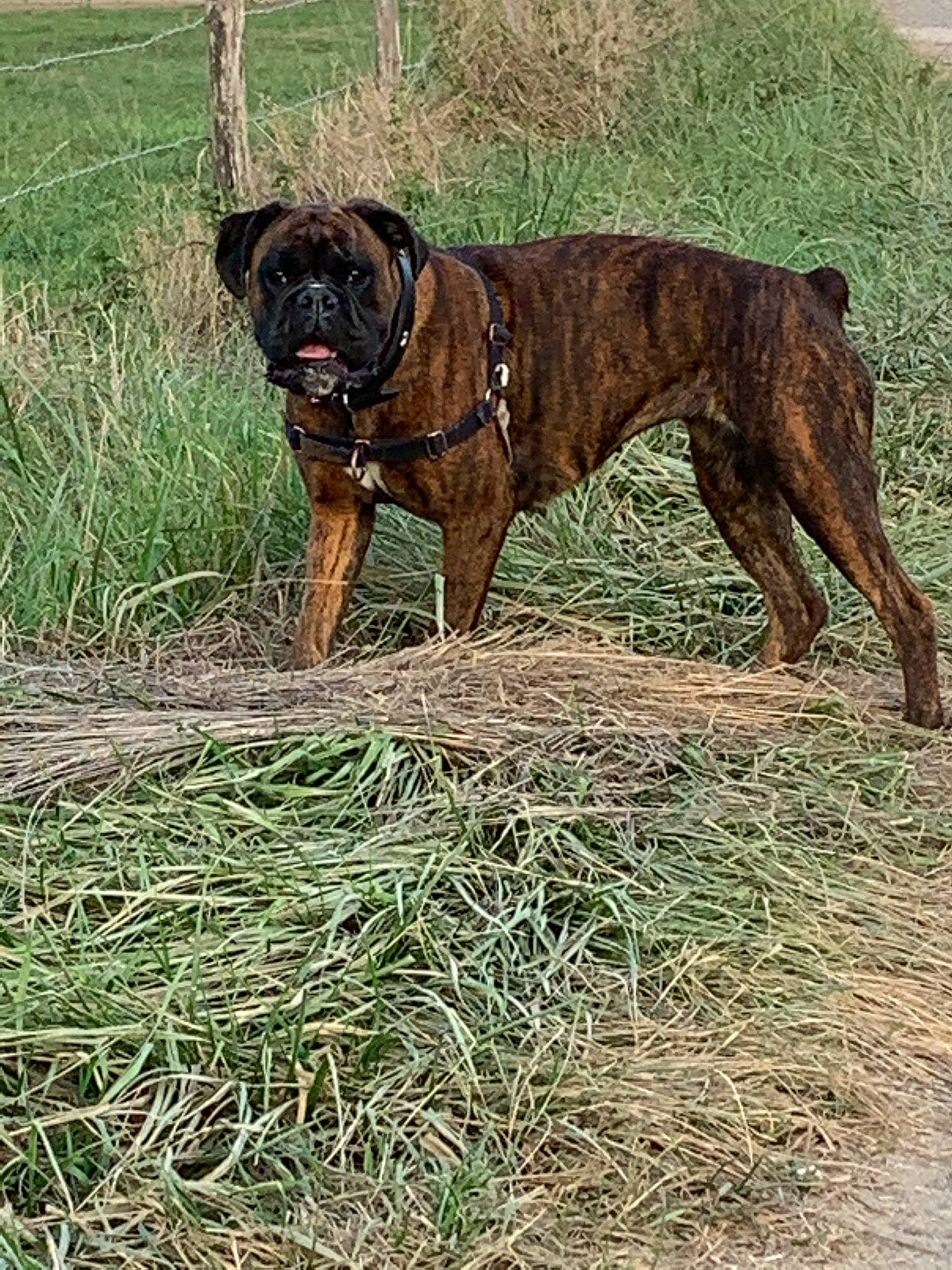 Niagara participe au concours pour gagner de l'argent avec cette photo : alano_espanol, alaunt, boerboel, boxer, bullmastiff, canidae, carnivore, dog, dog_breed, dogo_sardesco, english_mastiff, grass, mammal, molosser, perro_de_presa_canario, perro_de_presa_mallorquin, plant, rare_breed_dog, sporting_group, vertebrate