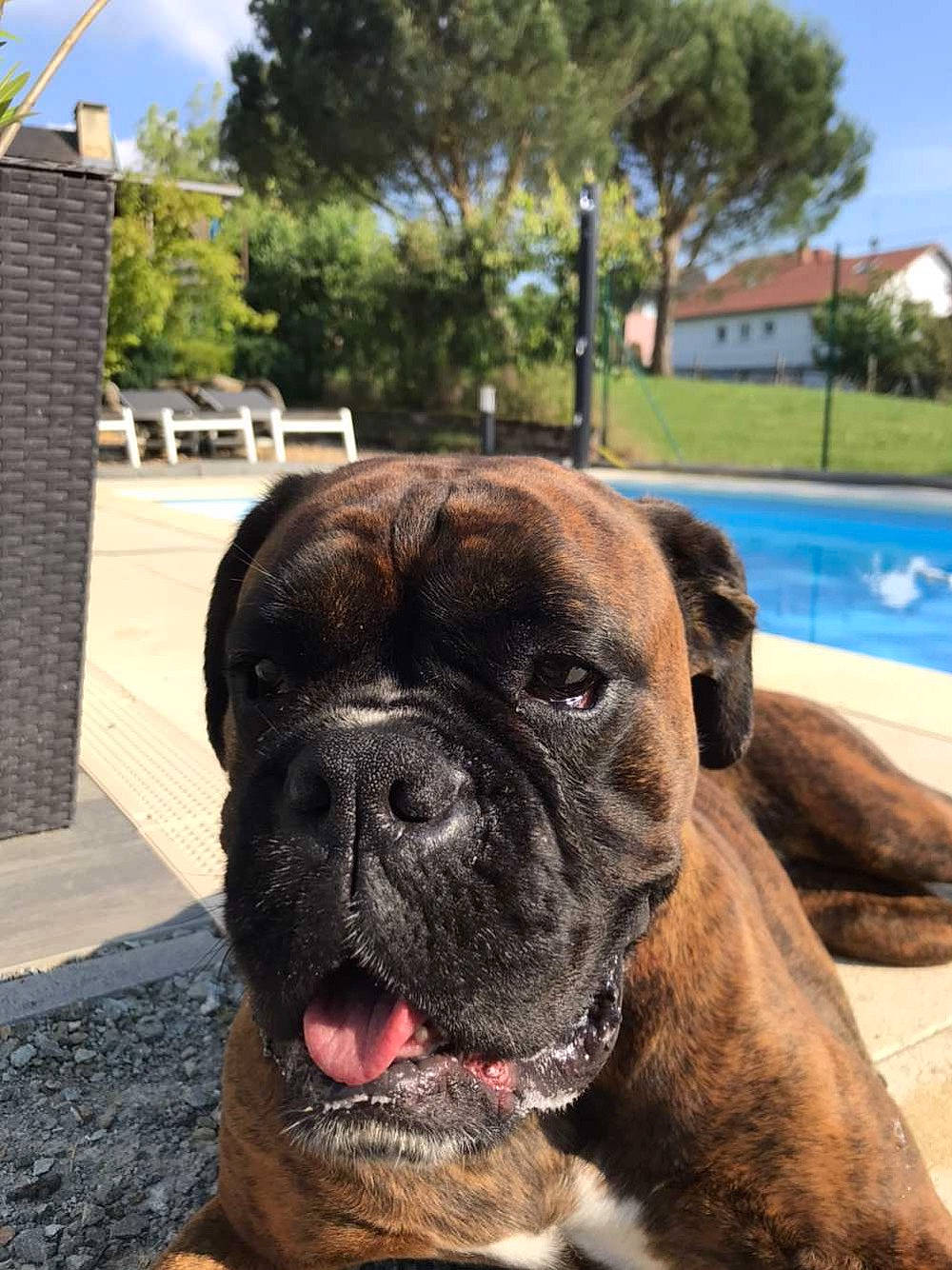 Niagara a rejoint le concours — aidez-le/la à gagner de superbes lots ! ancient_dog_breeds, boxer, bulldog, bullmastiff, canidae, carnivore, companion_dog, dog, dog_breed, fawn, korean_mastiff, mammal, molosser, old_english_bulldog, olde_english_bulldogge, renascence_bulldogge, snout, sporting_group, valley_bulldog, vertebrate