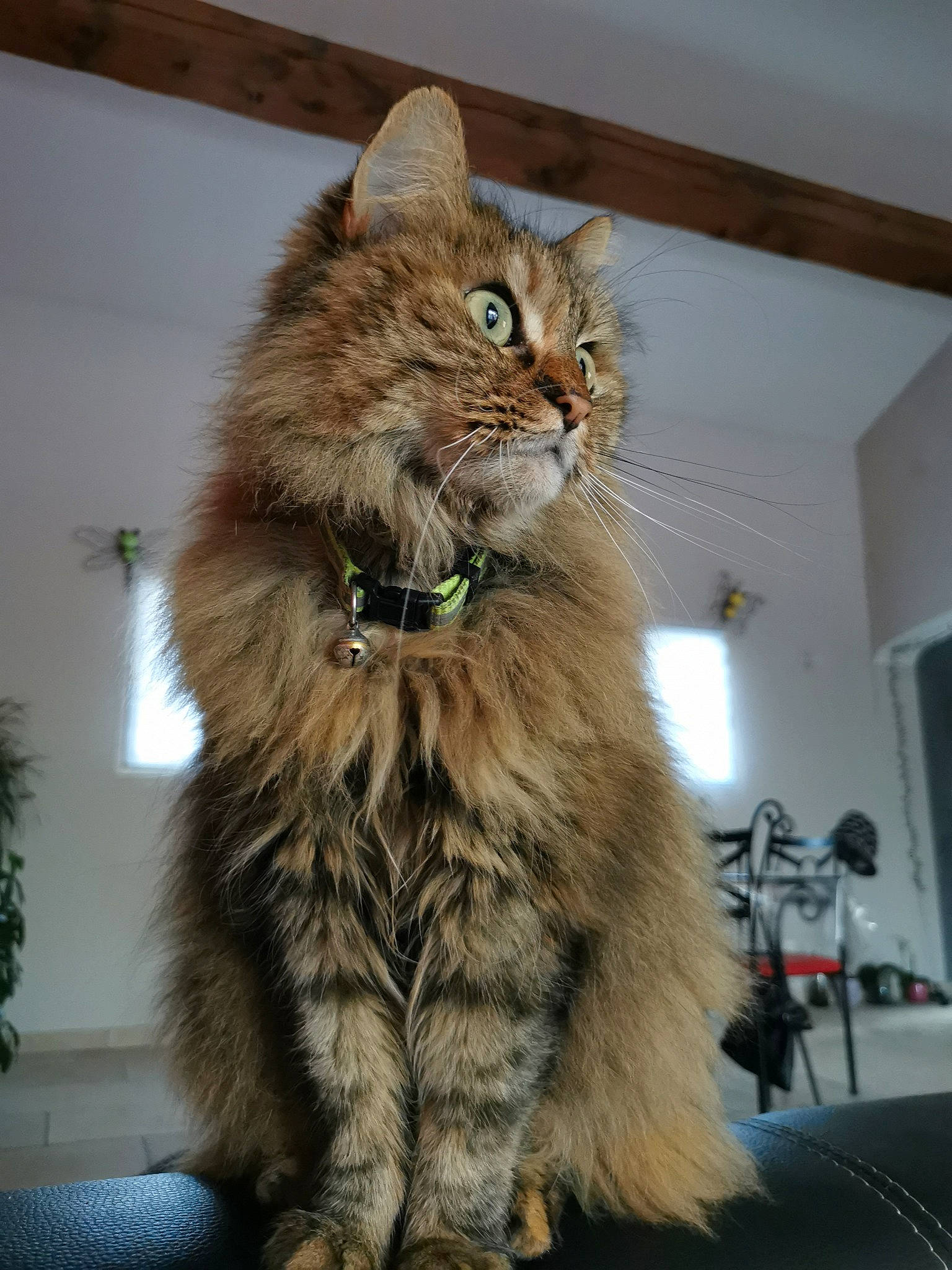 Fifi a rejoint le concours — aidez-le/la à gagner de superbes lots ! box, british_longhair, carnivore, cat, claw, domestic_short_haired_cat, event, fawn, felidae, fur, maine_coon, small_to_medium_sized_cats, snout, tail, terrestrial_animal, whiskers, wood