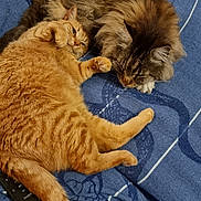 Lucky a rejoint le concours — aidez-le/la à gagner de superbes lots ! cat, cats, orange_cat, tabby, longhair_cat, bed, blanket, pillow, pet, domestic_animal, sleeping, cuddling, paw, whiskers, furry, indoor, striped_tail, remote_control, cozy, nap