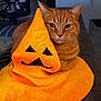 Lucky participe au concours pour gagner de l'argent avec cette photo : cat, ginger_cat, tabby, pet, pumpkin_hat, orange_hat, halloween, couch, indoor, living_room, whiskers, cozy, fabric, plush, portrait, feline, looking_at_camera, home_office, furniture, relaxed