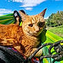 Lucky participe au concours pour gagner de l'argent avec cette photo : cat, ginger_cat, hammock, outdoor, grass, trees, blue_sky, sunny, pet, whiskers, close_up, paws, rope, relaxation, nature, field, summer, striped, portrait, garden