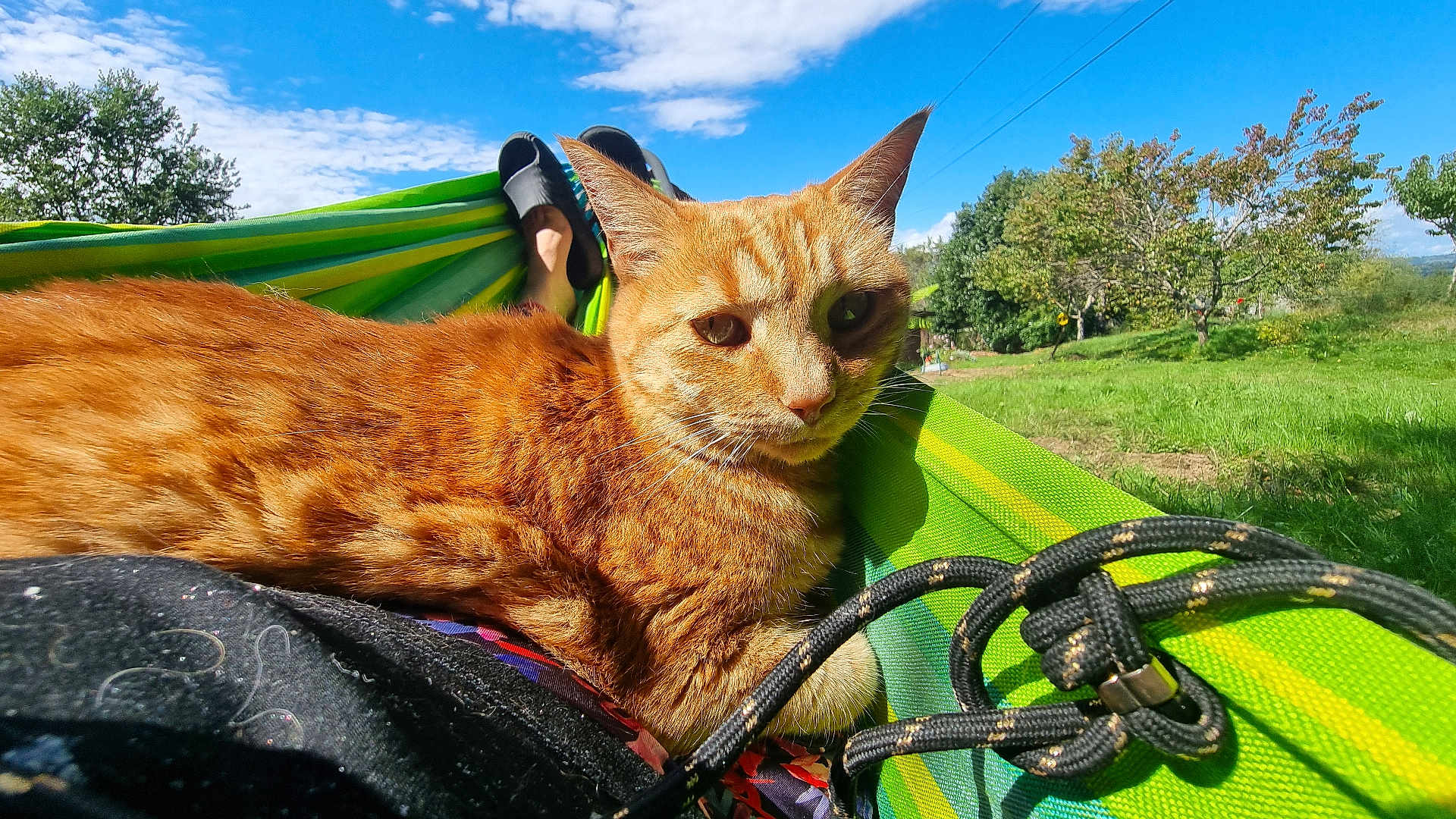 Lucky participe au concours pour gagner de l'argent avec cette photo : cat, ginger_cat, hammock, outdoor, grass, trees, blue_sky, sunny, pet, whiskers, close_up, paws, rope, relaxation, nature, field, summer, striped, portrait, garden
