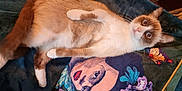 Pépite participe au concours pour gagner de l'argent avec cette photo : cat, animal, pet, feline, lying_down, blue_eyes, fluffy, blanket, colorful, artistic, portrait, butterfly, pattern, cozy, indoor, fur, whiskers, relaxed, close_up, cute