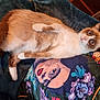 cat, animal, pet, feline, lying_down, blue_eyes, fluffy, blanket, colorful, artistic, portrait, butterfly, pattern, cozy, indoor, fur, whiskers, relaxed, close_up, cute