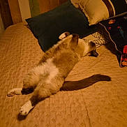 Pépite participe au concours pour gagner de l'argent avec cette photo : artwork, bed, blanket, cat, cozy, curtain, cushion, decor, indoor, lamp, nightstand, pattern, paw, pillow, relaxed, siamese, sleeping, stretched_out, tail, whiskers