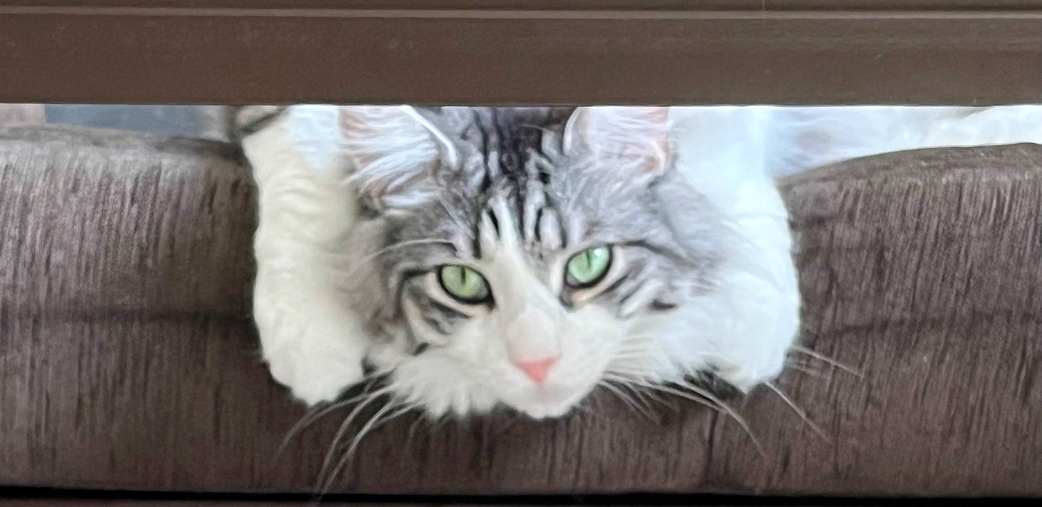 Picasso participe au concours pour gagner de l'argent avec cette photo : carnivore, cat, domestic_short_haired_cat, eye, fang, felidae, fur, hardwood, head, iris, paw, photo_caption, plant, small_to_medium_sized_cats, snout, tail, terrestrial_animal, tree, whiskers, wood