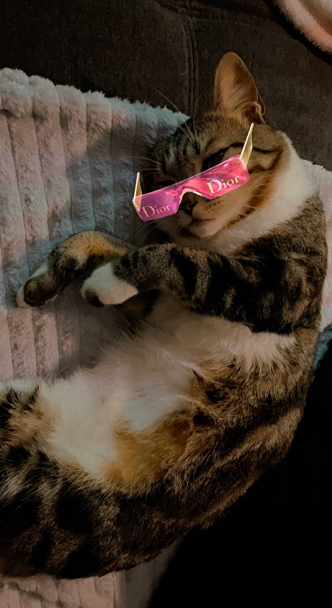 Poggy participe au concours pour gagner de l'argent avec cette photo : animal_product, canidae, carnivore, cat, claw, comfort, dog_breed, domestic_short_haired_cat, ear, eyewear, fawn, felidae, fur, fur_clothing, paw, small_to_medium_sized_cats, snout, tail, vertebrate, whiskers