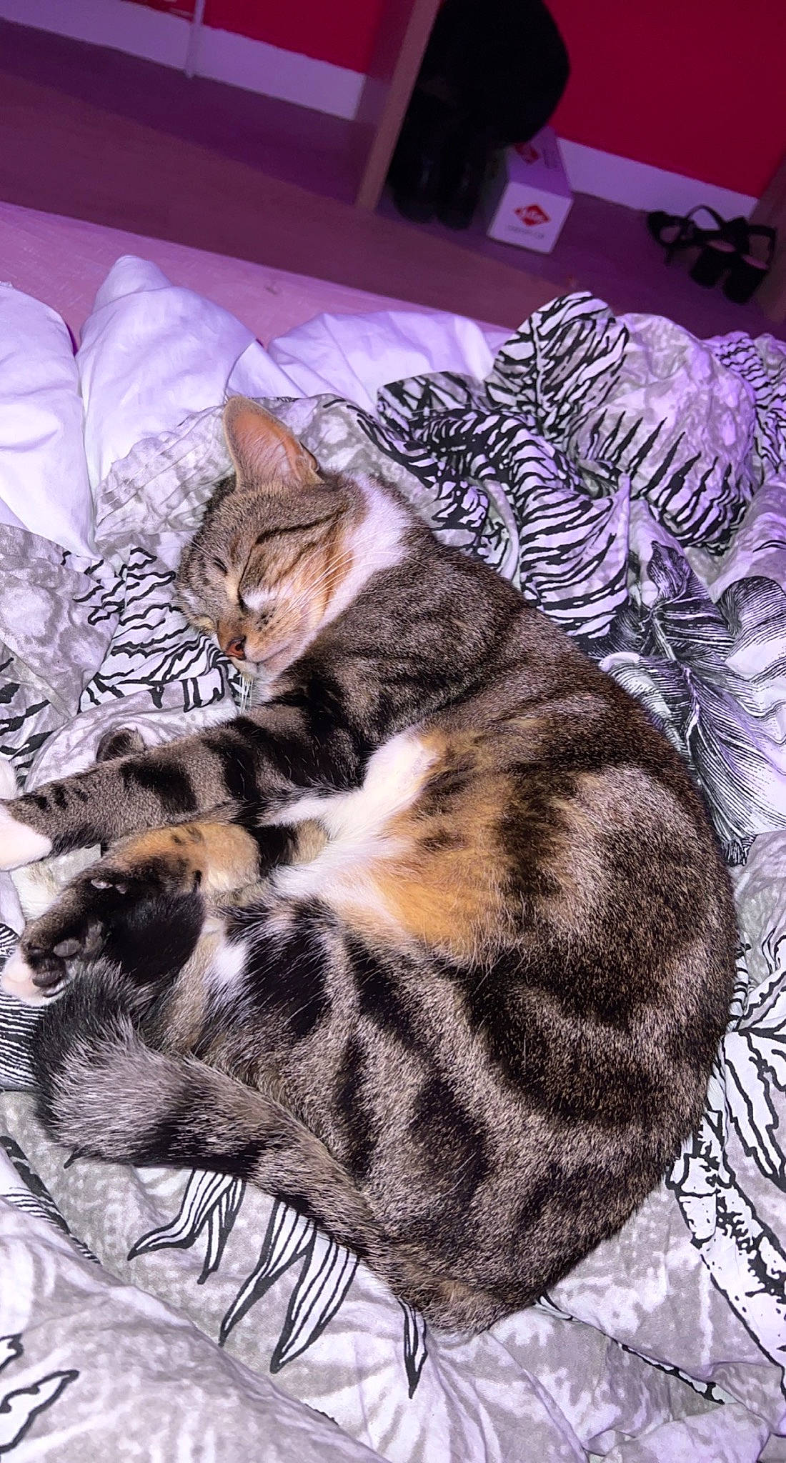 Poggy a rejoint le concours — aidez-le/la à gagner de superbes lots ! art, carnivore, cat, claw, comfort, domestic_short_haired_cat, felidae, fur, linens, nap, pattern, paw, sleep, small_to_medium_sized_cats, snout, tail, terrestrial_animal, textile, vertebrate, whiskers