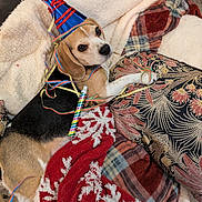 Nala participe au concours pour gagner de l'argent avec cette photo : beagle, dog, party_hat, streamers, blanket, pillow, indoor, pet, celebration, cozy, festive, fur, animal, resting, decor, colorful, cute, sleepy, wearing, relaxing