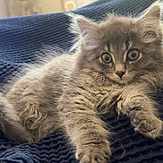 Willow is registered to the contest to win money with this photo: kitten, cat, gray_fur, fluffy, pet, animal, indoor, blanket, texture, cute, young, feline, whiskers, paws, relaxed, looking, soft, domestic, cozy, portrait
