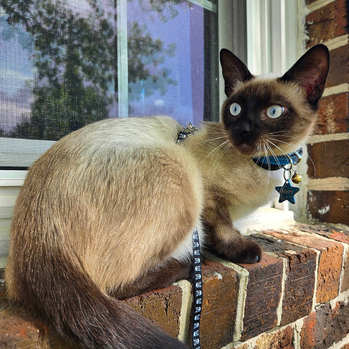 Merv joined the competition — help win amazing prizes! cat, siamese_cat, blue_eyes, collar, leash, brick_wall, windowsill, window, reflection, outdoor, pet, animal, feline, curious, sitting, whiskers, fur, ears, tail, daylight