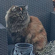 Youna participe au concours pour gagner de l'argent avec cette photo : animal, background, cat, cozy, daylight, decor, fluffy, fur, furniture, garden, lantern, nature, outdoor, patio, pet, potted_plant, relaxing, side_view, sitting, wicker_chair