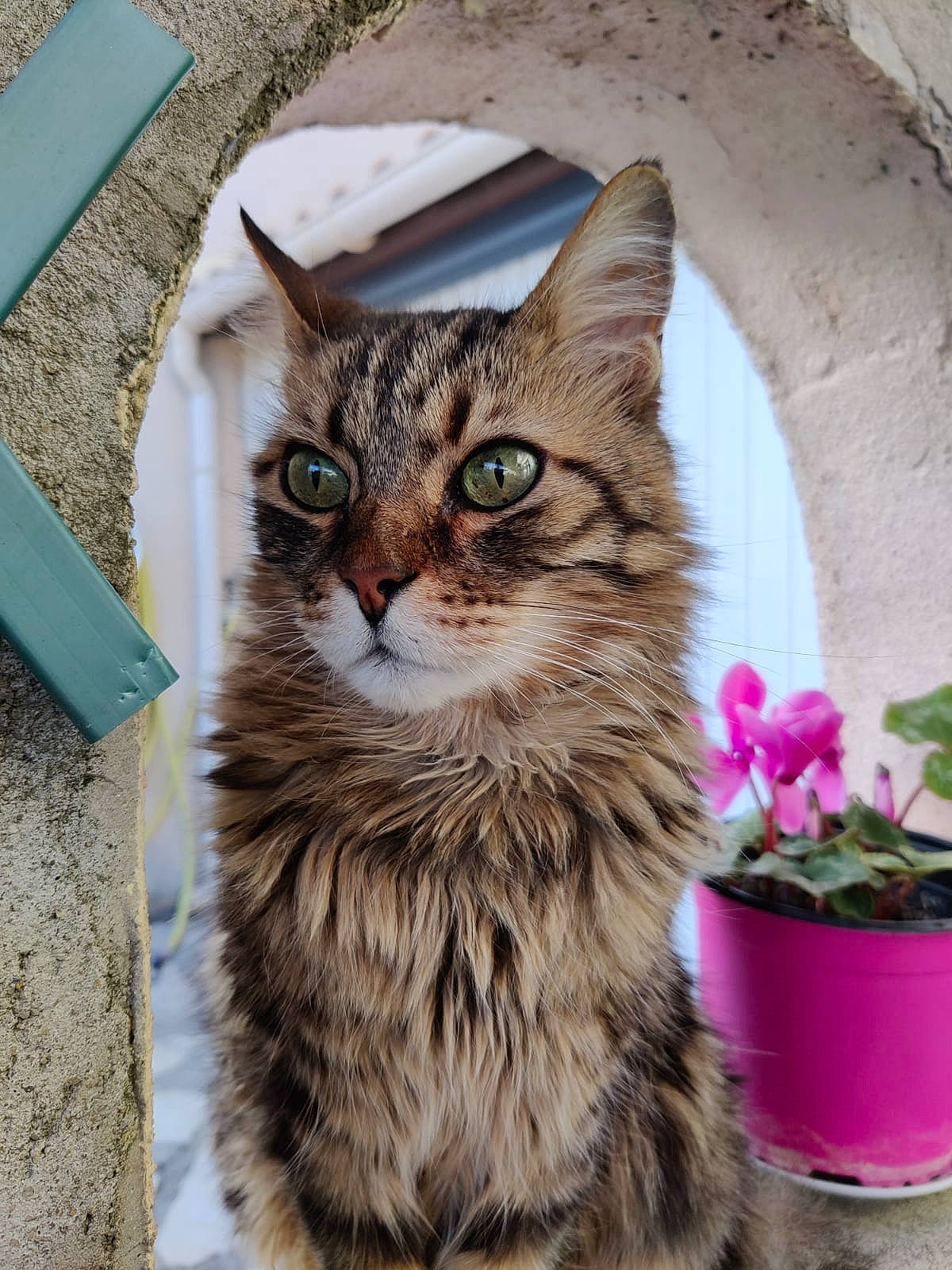 Kakou participe au concours pour gagner de l'argent avec cette photo : carnivore, cat, claw, domestic_short_haired_cat, fawn, felidae, flower, flowerpot, fur, houseplant, paw, plant, small_to_medium_sized_cats, snout, tail, terrestrial_animal, whiskers, wildlife, window, wood